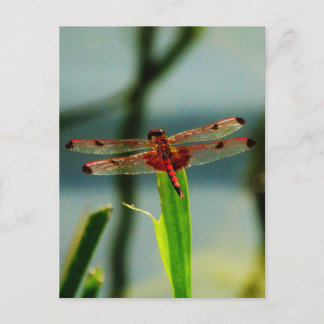 Spotted Red and Black Dragonfly Postcard