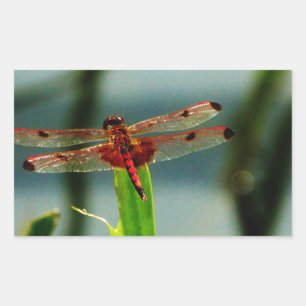 Spotted  Red and Black Dragonfly Rectangular Sticker