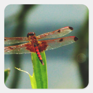 Spotted  Red and Black Dragonfly Square Sticker