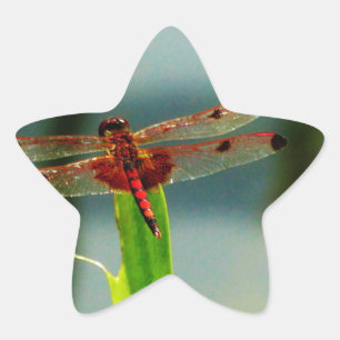 Spotted  Red and Black Dragonfly Star Sticker