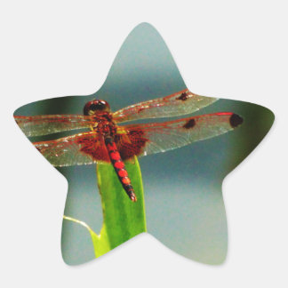 Spotted Red and Black Dragonfly Star Sticker