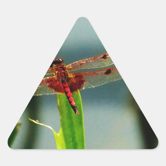 Spotted  Red and Black Dragonfly Triangle Sticker (Front)