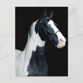 Spotted Saddle Horse Postcard