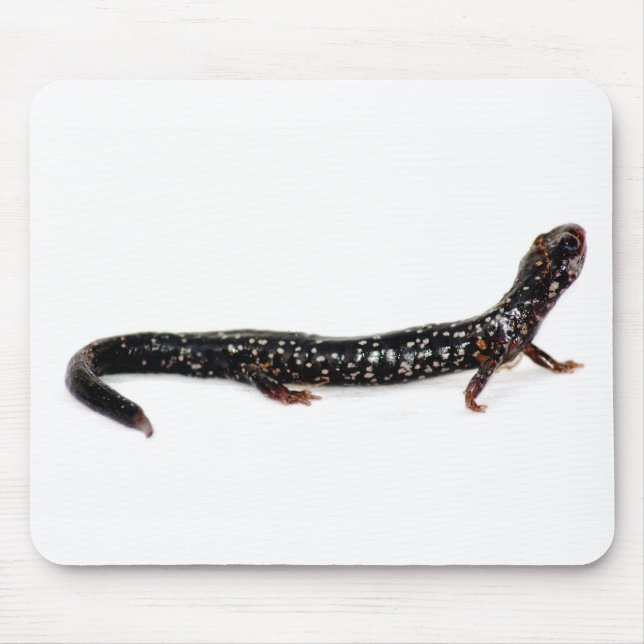 spotted salamander of North America mousepad (Front)