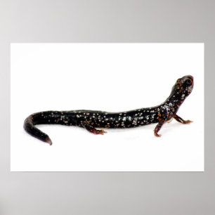 spotted salamander of North America print