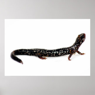 spotted salamander of North America print