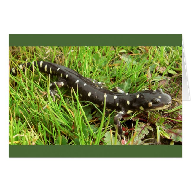 Spotted Salamanders (Front Horizontal)