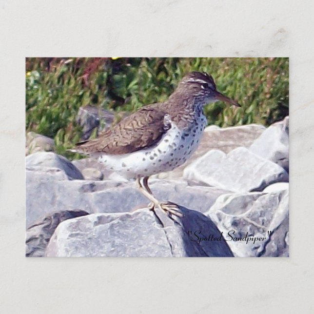 Spotted Sandpiper 1 Postcard (Front)