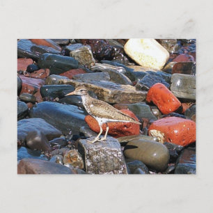 Spotted Sandpiper 2 Postcard