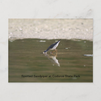 Spotted Sandpiper at Codorus State Park Postcard
