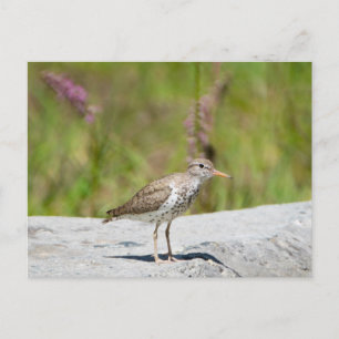 Spotted Sandpiper Postcard