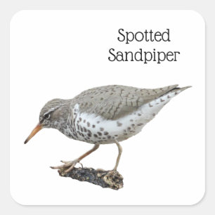 Spotted Sandpiper Square Sticker