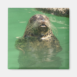 spotted seal magnet