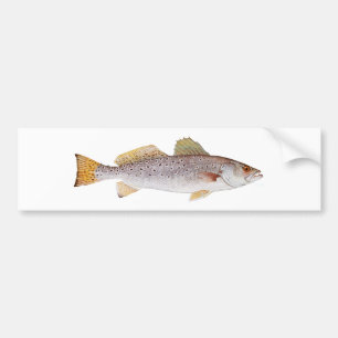 Spotted Seatrout Bumper Sticker