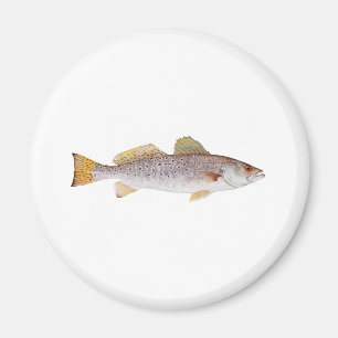Spotted Seatrout Magnet