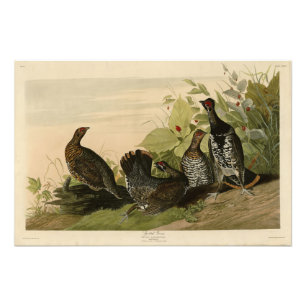 Spotted (Spruce) Grouse Audubon's Birds of America Photo Print