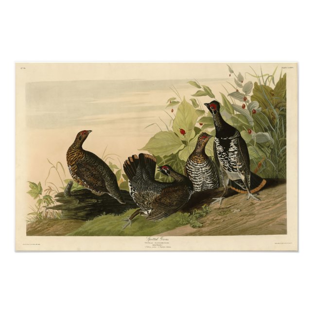 Spotted (Spruce) Grouse Audubon's Birds of America Photo Print (Front)