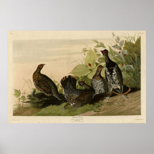Spotted (Spruce) Grouse Audubon's Birds of America Poster