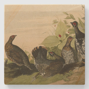 Spotted (Spruce) Grouse Audubon's Birds of America Stone Coaster