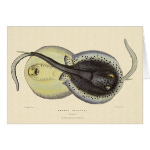 Spotted Stingrays, Vintage Marine Ocean Animals