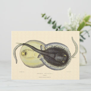 Spotted Stingrays, Vintage Marine Ocean Animals