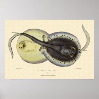 Spotted Stingrays, Vintage Marine Ocean Animals Poster