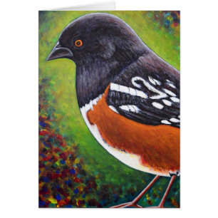 Spotted Towhee
