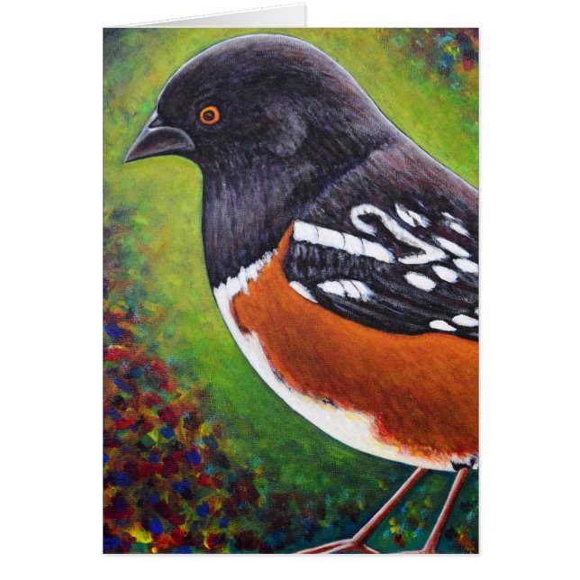 Spotted Towhee (Front)