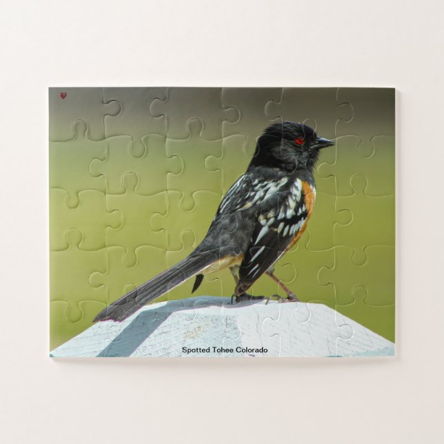Spotted Towhee Colorado Jigsaw Puzzle (Horizontal)