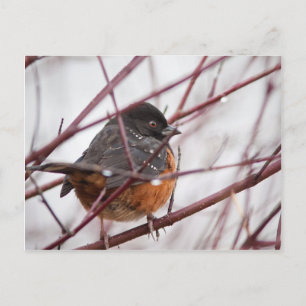 Spotted Towhee Postcard