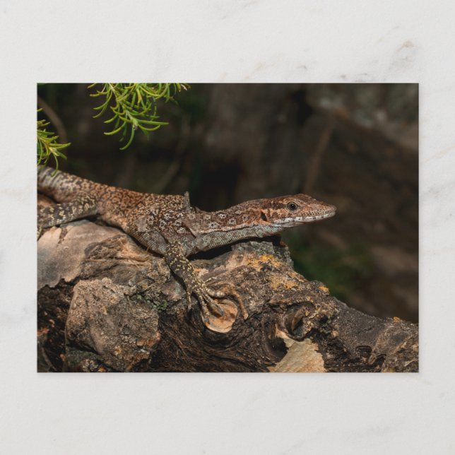Spotted Tree Monitor Postcard (Front)