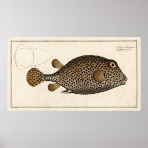 Spotted Trunk Fish Vintage Block Print