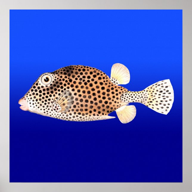 Spotted Trunkfish on Blue Background Poster (Front)