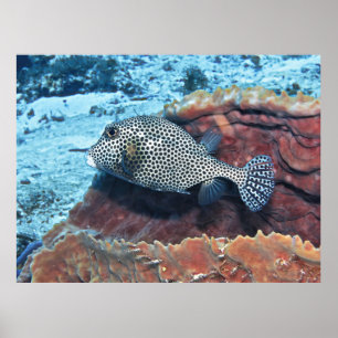 Spotted Trunkfish on the Coral Poster