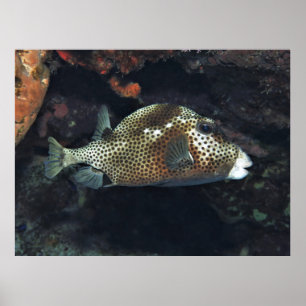 Spotted Trunkfish Poster