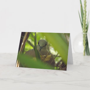 Spotted Turtle Dove Greeting Card