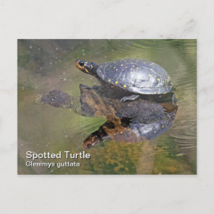 Spotted Turtle Postcard
