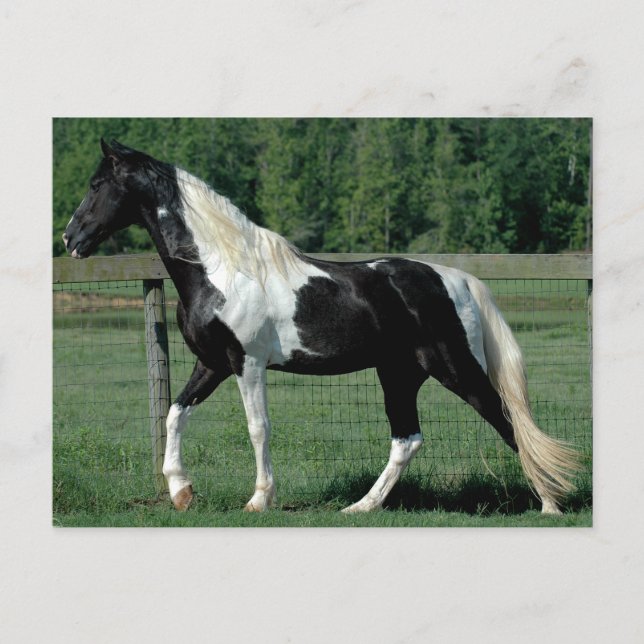 Spotted Walker Postcard (Front)