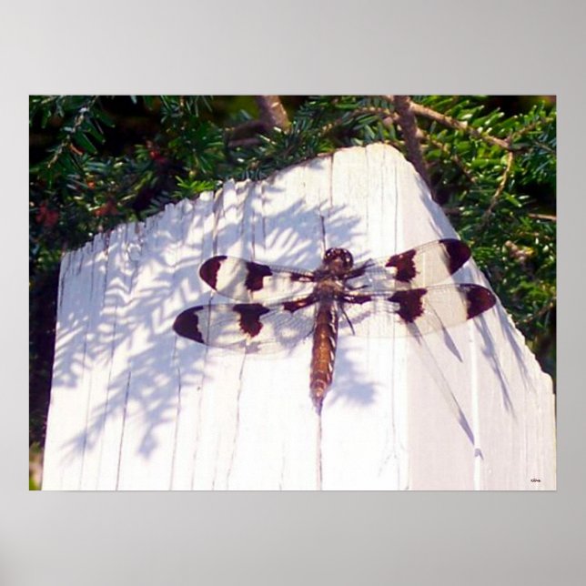 Spotted Winged Dragonfly Poster (Front)