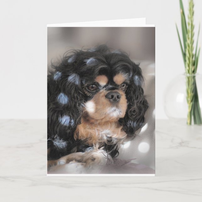 Spotty Cav? Card (Front)