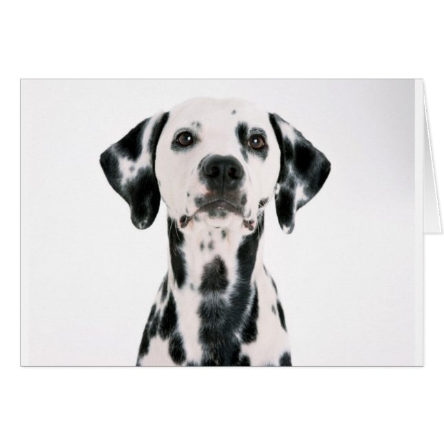 SPOTTY DOG DALMATION (Front Horizontal)