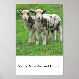 Spotty NZ Lambs Poster