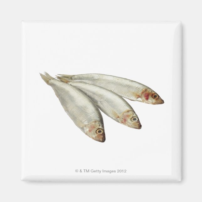 Sprats Magnet (Front)