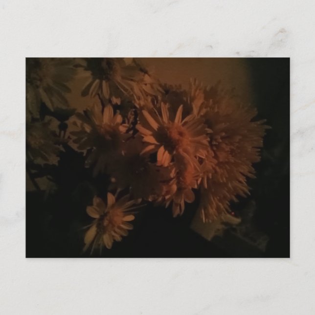 Spray chrysanthemums under dim lighting postcard (Front)