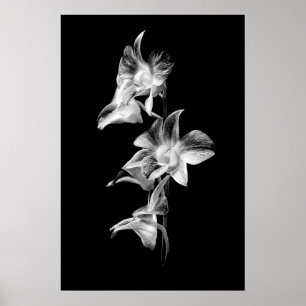 Spray of Orchids in Black and White Poster