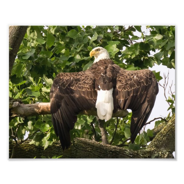 Spread Eagle Photo Print (Front)