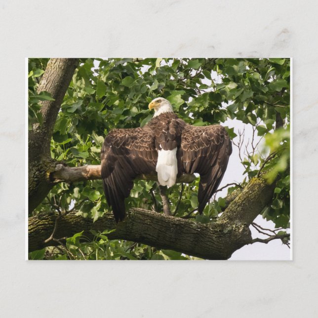 Spread Eagle Postcard (Front)