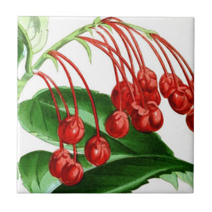 Sprig of red berries, vintage print tile