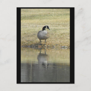 ~ Spring 71 ~ Postcard