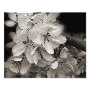 Spring Apple Flower Blossoms In Black And White Photo Print
